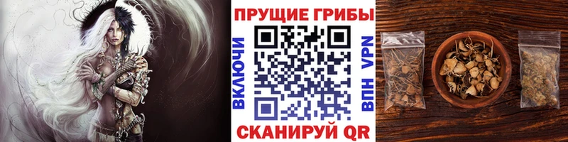 Галлюциногенные грибы Psilocybe  где купить наркоту  Шацк 